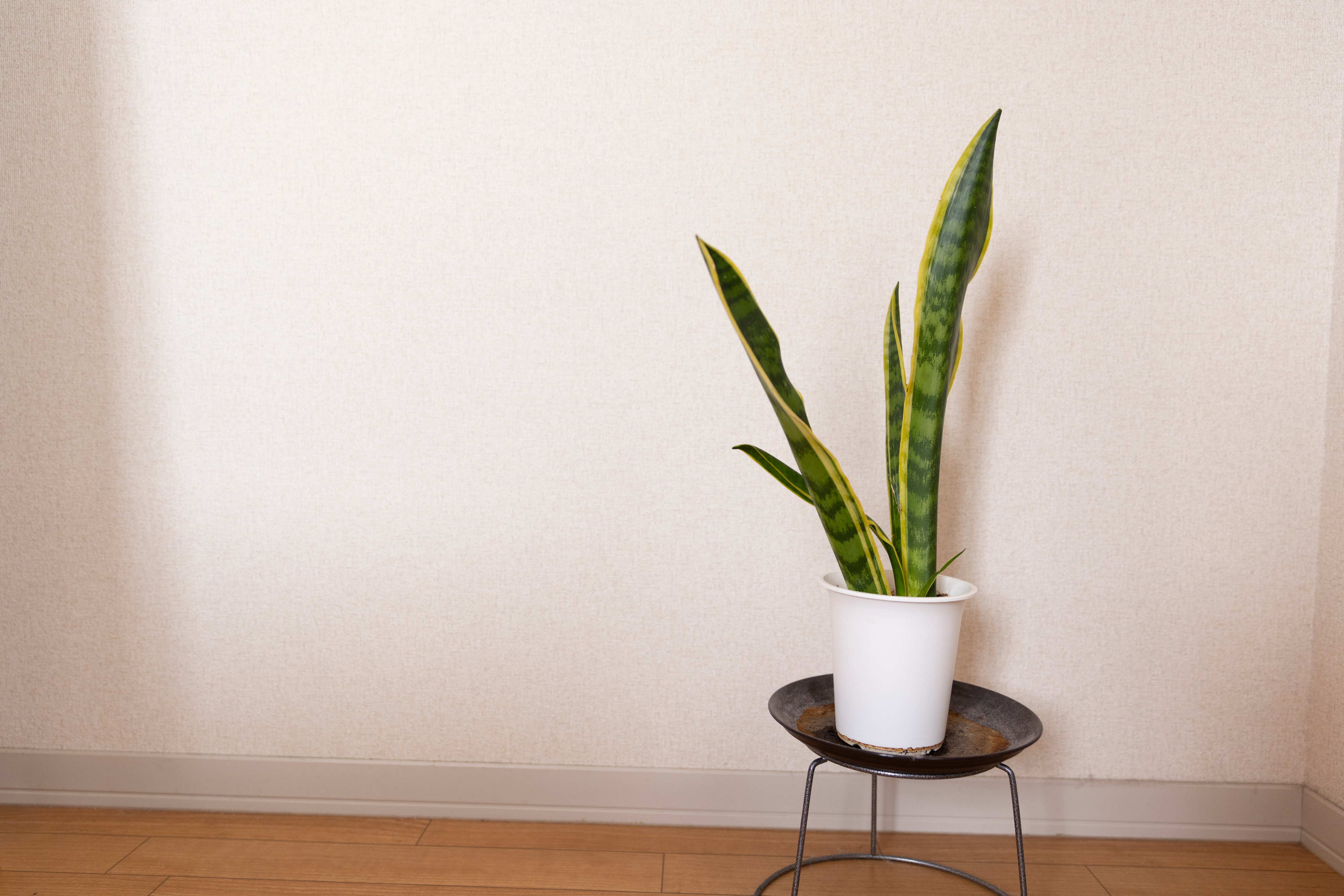 店内の植物