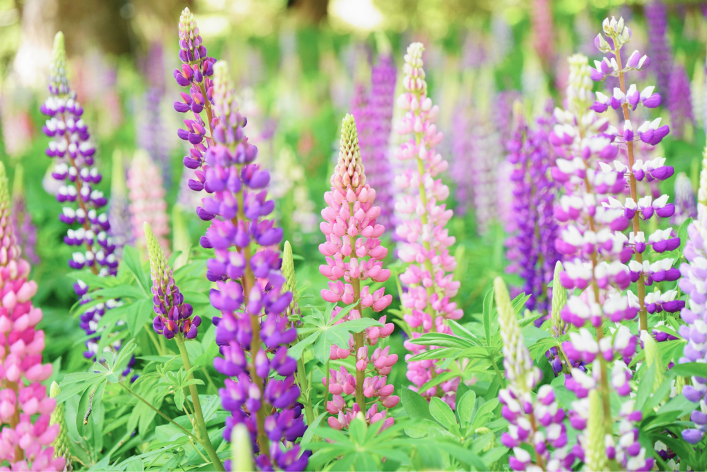 色とりどりのルピナスの花